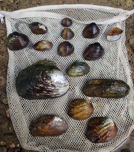 A diversity of freshwater mussels