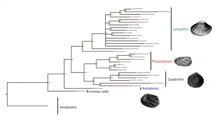 Mussel Phylogeny